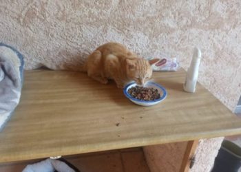 Chris Ashton et son épouse cèdent leurs deux chats