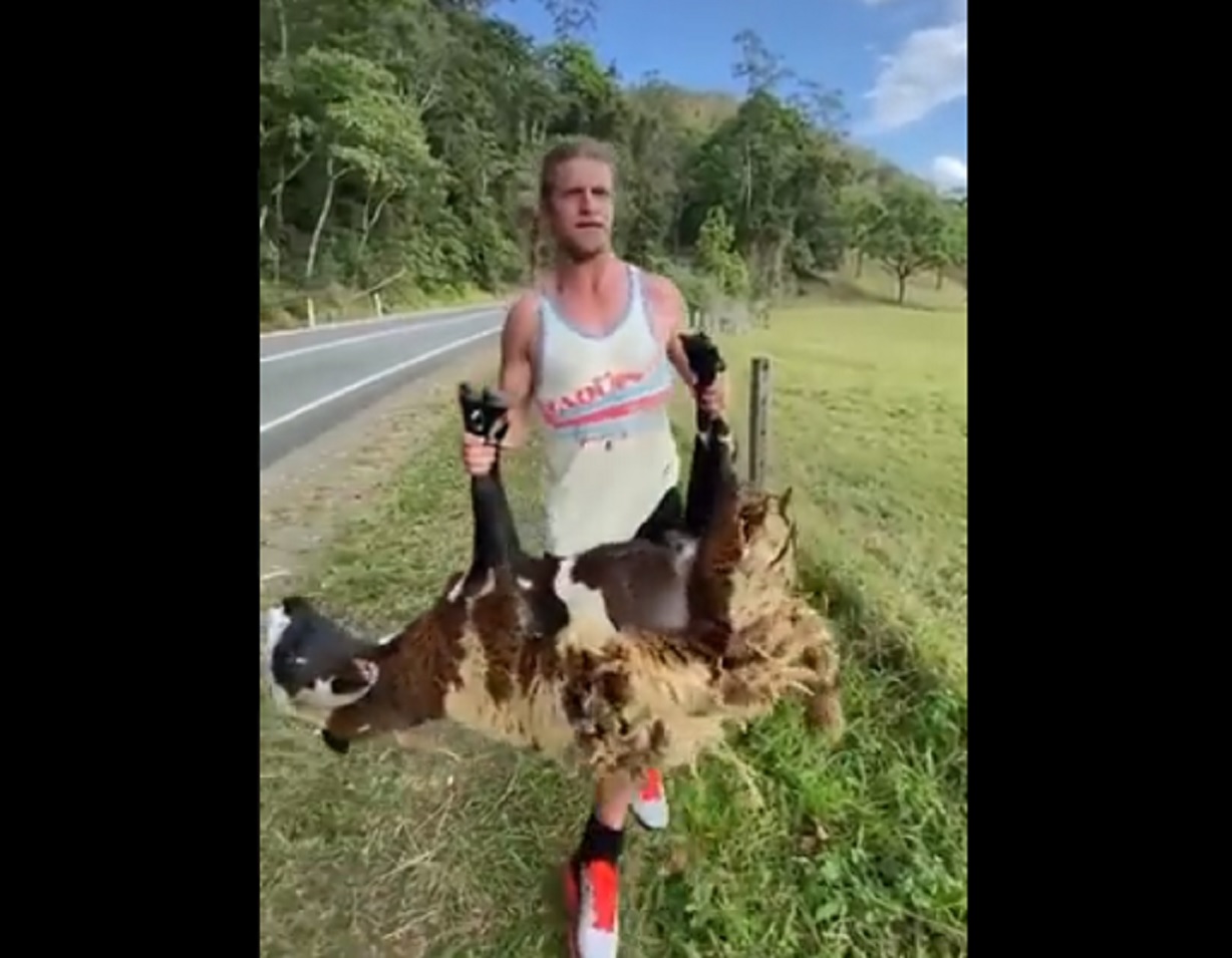 VIDEO INSOLITE – Quand Nick Cummins aider un mouton en détresse en Australie !